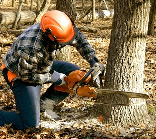 Tree Removal in Quincy, MA
